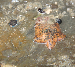 Patiriella regularis