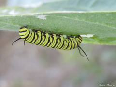 Danaus erippus