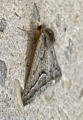 Tetracis formosa
