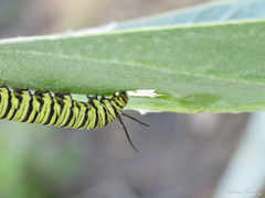 Danaus erippus