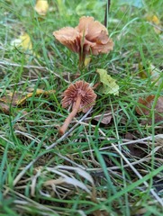 Laccaria laccata