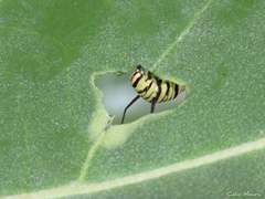 Danaus erippus