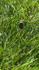 Brochymena quadripustulata