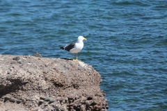 Larus livens