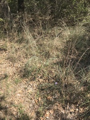 Ruellia caroliniensis