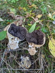 Scleroderma