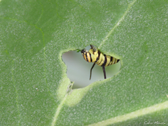 Danaus erippus
