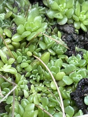 Sedum wrightii