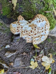 Cerioporus squamosus