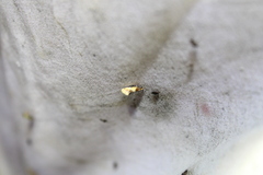 Epicallima argenticinctella