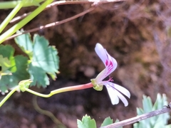 Pelargonium patulum patulum