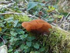 Auricularia auricula-judae
