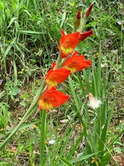 Gladiolus dalenii