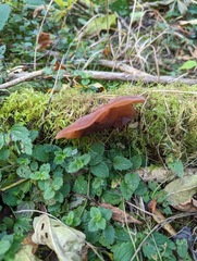 Auricularia auricula-judae