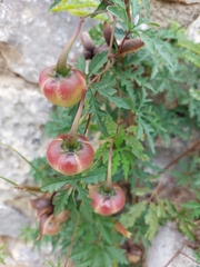 Distimake dissectus dissectus