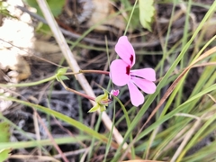Pelargonium patulum patulum