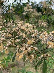 Vernonanthura patens