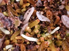 Odontoschisma denudatum