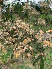 Vernonanthura patens