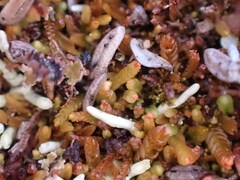 Odontoschisma denudatum