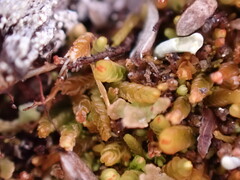 Odontoschisma denudatum