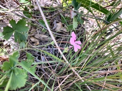 Pelargonium patulum patulum