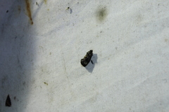Gymnandrosoma punctidiscanum