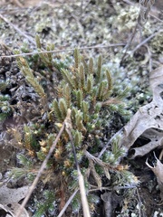 Selaginella rupestris