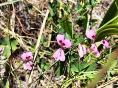 Pelargonium patulum patulum