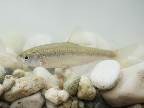 South European roach (Sarmarutilus rubilio) — Cyprinidae — 3