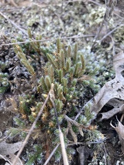 Selaginella rupestris