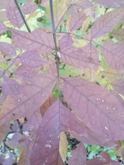 Fraxinus americana
