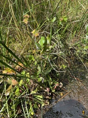 Sarracenia psittacina