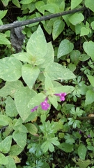 Stachys manantlanensis