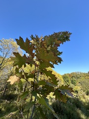 Quercus rubra