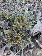 Selaginella rupestris