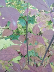Fraxinus americana