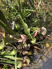 Sarracenia psittacina