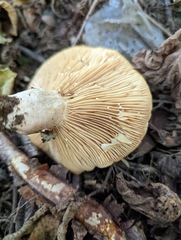 Lactarius pyrogalus