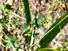 Pelargonium patulum patulum