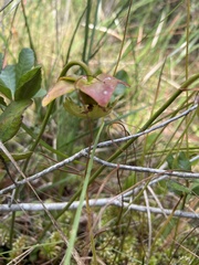 Sarracenia psittacina