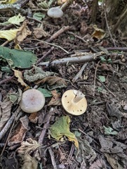 Lactarius pyrogalus