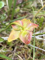 Sarracenia psittacina