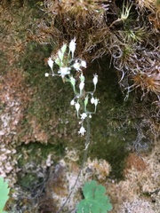 Heuchera missouriensis