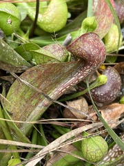 Sarracenia psittacina