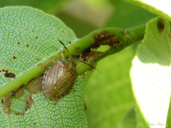 Antiteuchus