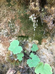 Heuchera missouriensis