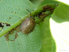 Antiteuchus