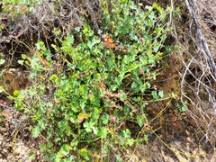 Pelargonium patulum patulum