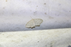 Scopula limboundata
